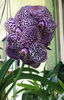 Vanda 5 (Dark Spotty)