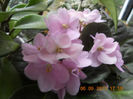DSCN4147
