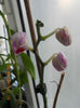 DSCN4160