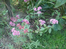 DSCF2717