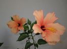 IMG_8981