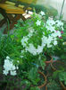 DSCN5031