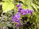 Duranta Repens