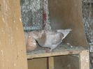 DSCF0420