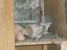 DSCF0421