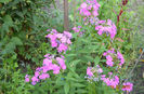 phlox