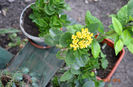kalanchoe