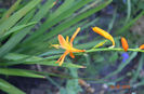 montbretia