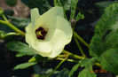 floare de bame
