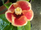 june,s joy