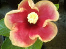 june,s joy