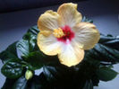 86407268_WXBTEOU