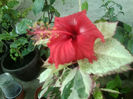 cooperi rose -flake