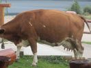 IMG_0519