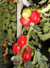 DSCN4167