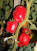 DSCN4168