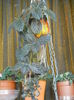 episcia