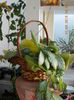 episcia