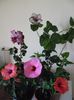 Hibiscus grup
