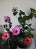 Hibiscus grup