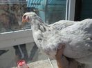 IMG_1951