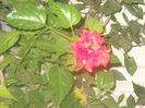 DSCN6530