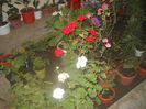 DSCN6533