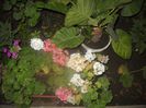 DSCN6537