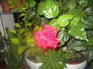 DSCN6540