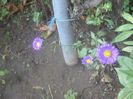 DSCN6547