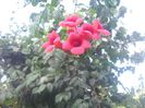 DSCN6605