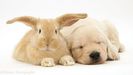 10575-Baby-sandy-Lop-rabbit-with-Golden-Retriever-pup-white-background