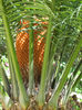 floare de cycas (masculina)