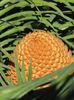 floare de cycas (masculina)