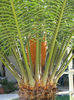 floare de cycas (masculina)