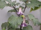 Datura mov