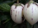 Fructe pepino
