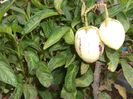 Fructe pepino