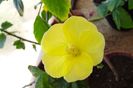 Yellow Delight