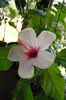 Apple Blossom