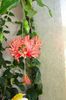 Schizopetalus