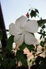 Dainty White