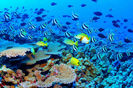 marea-bariera-de-corali-australia_d9015a0426