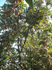 DSCF9947