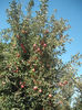 Frumusetea Romei