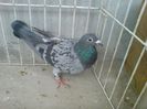 Ro 12-0557988 vandut