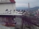 ESCADRILA GATA DE MISIUNE
