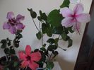 Hibiscus grup