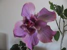 Exotic Lavander Lady