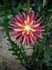 epiphyllum-cryptocereus-anthonianus-planta_MLB-O-203304976_6731